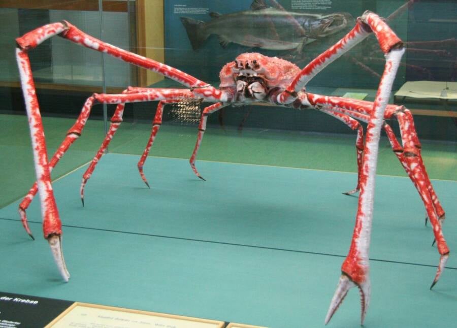 Meet The Japanese Spider Crab, The 'Daddy Long Legs Of The Sea'