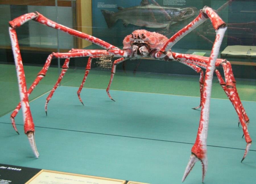 Meet The Japanese Spider Crab, The 'Daddy Long Legs Of The Sea' - AAJ