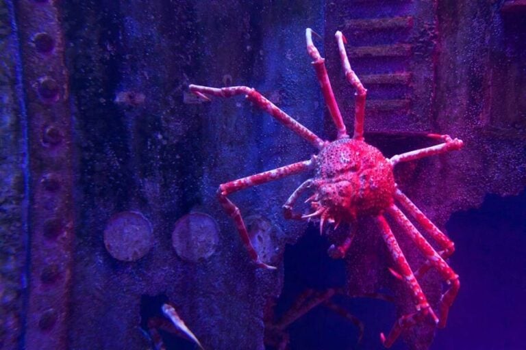 Meet The Japanese Spider Crab, The 'Daddy Long Legs Of The Sea'