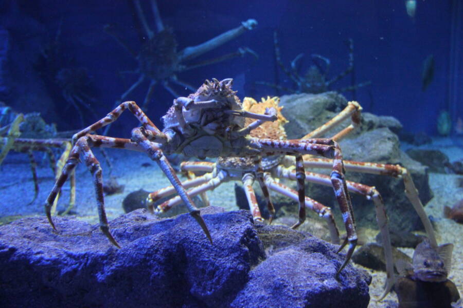 Giant Spider Crab In Tank