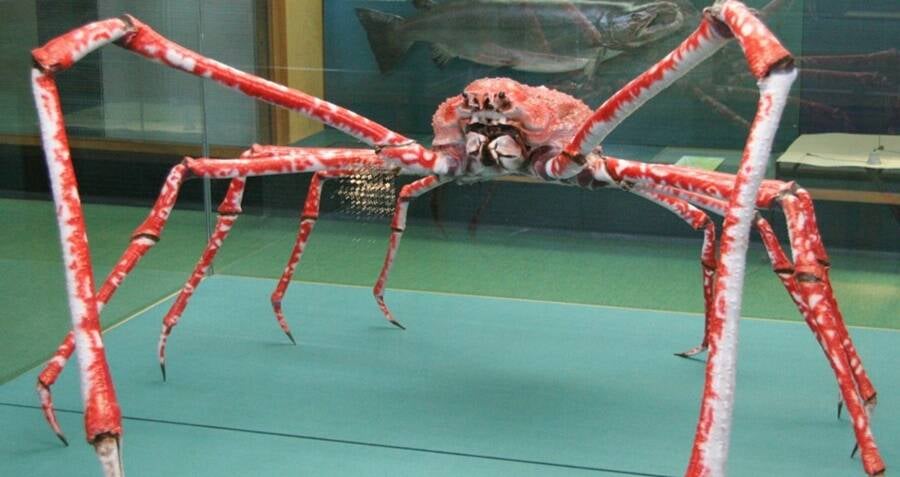 Meet The Japanese Spider Crab, The 'Daddy Long Legs Of The Sea