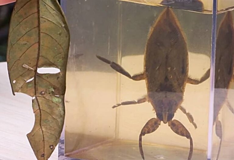 Why The Giant Water Bug Is The Stuff Of Nightmares