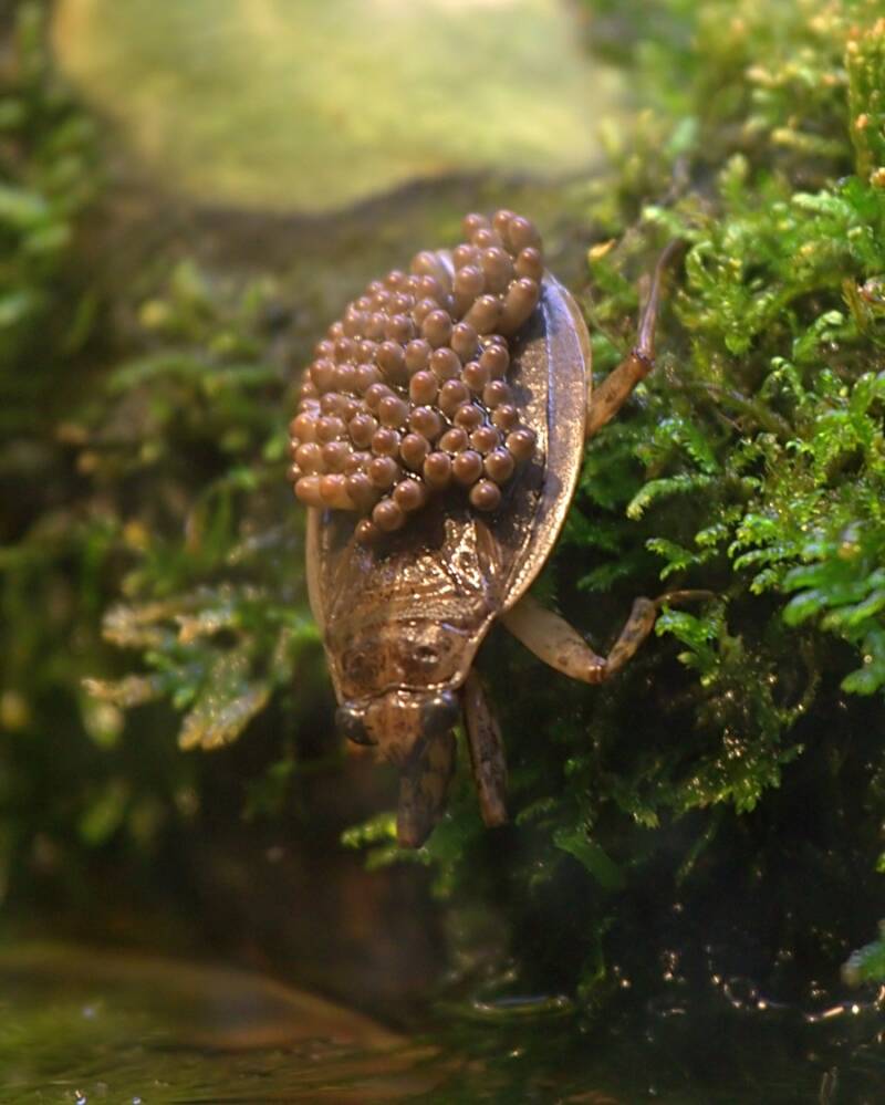 Giant Water Bug Carrying Nymphs