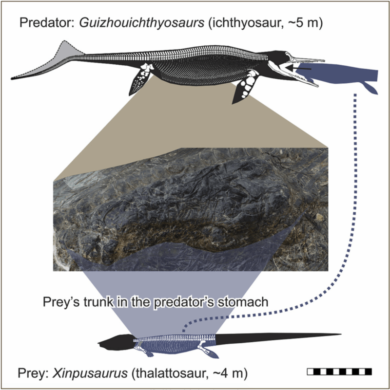 Guizhouichthyosaurs And Xinpusaurus