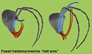 'Hell Ant' Found Fossilized In Amber While Feeding On Its Prey