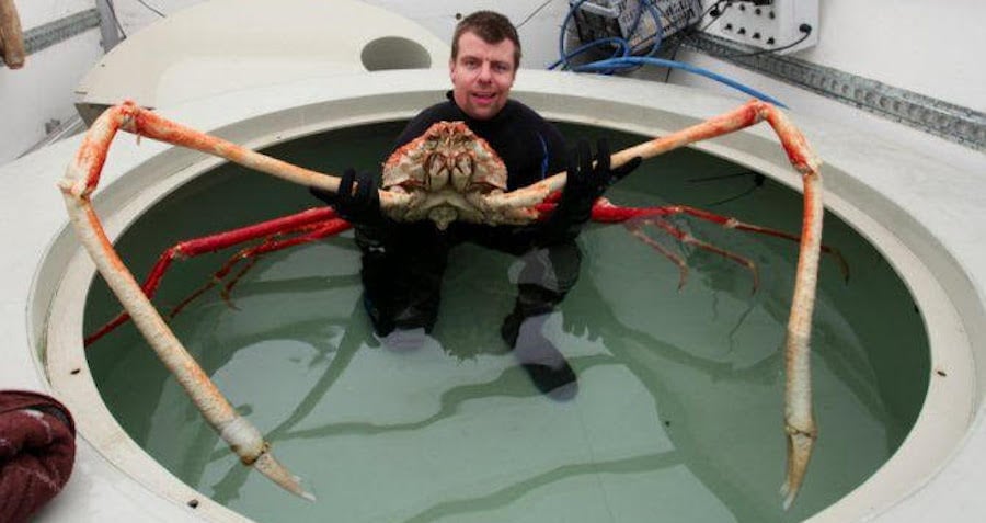 Meet The Japanese Spider Crab The Daddy Long Legs Of The Sea