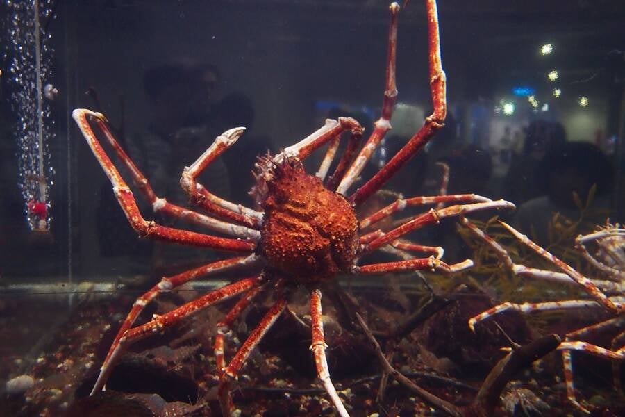 Japanese Spider Crab In Captivity