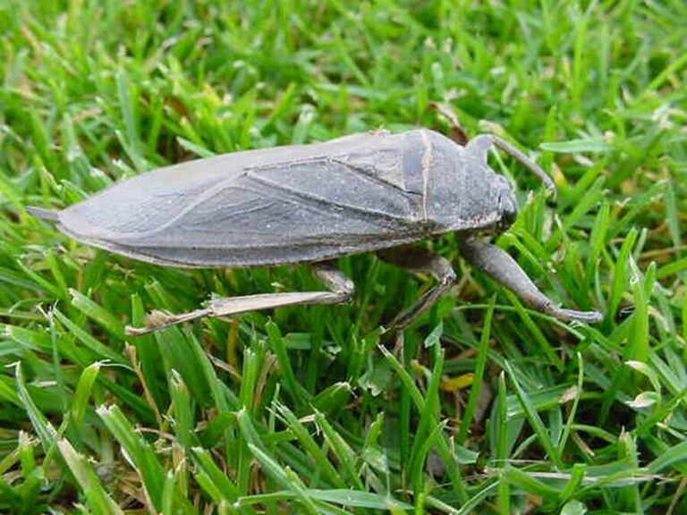 Why The Giant Water Bug Is The Stuff Of Nightmares