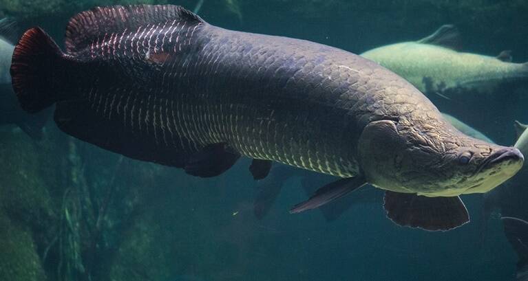 How The Arapaima Fish Has Survived For 23 Million Years