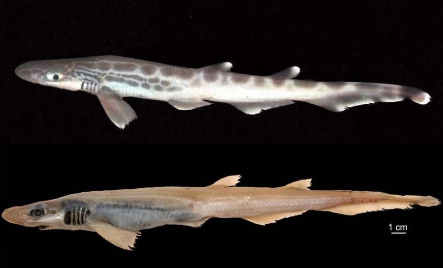 Normal And Abnormal Skinless Catfish Shark