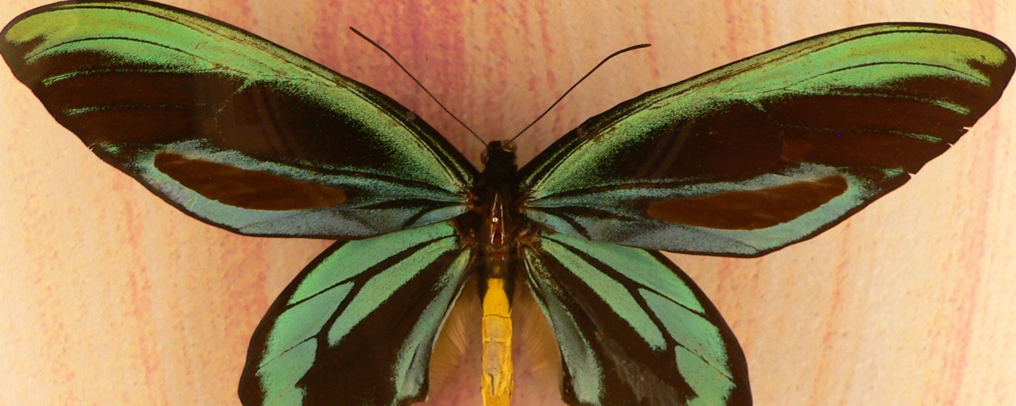 Meet Queen Alexandra's Birdwing, The Biggest Butterfly In The World