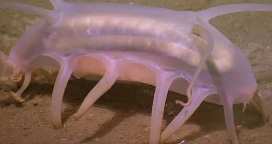 Sea Pigs Look Like Aliens And Live On The Ocean Floor