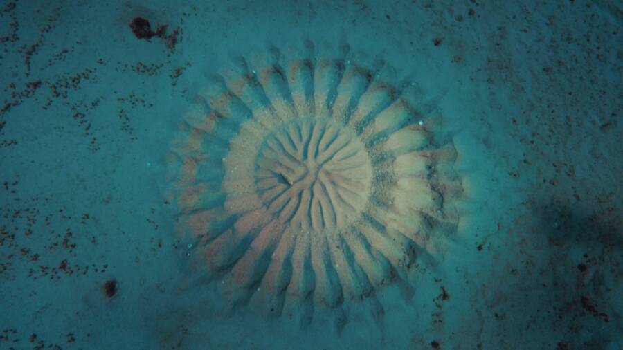 Pufferfish Mating Circle