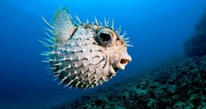 Pufferfish Sucking In Water