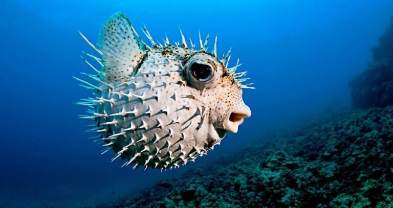 Pufferfish Sucking In Water