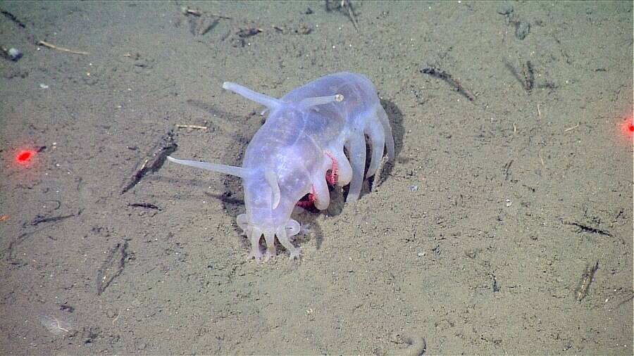 Sea Pigs Look Like Aliens And Live On The Ocean Floor