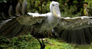 Shoebill Flying