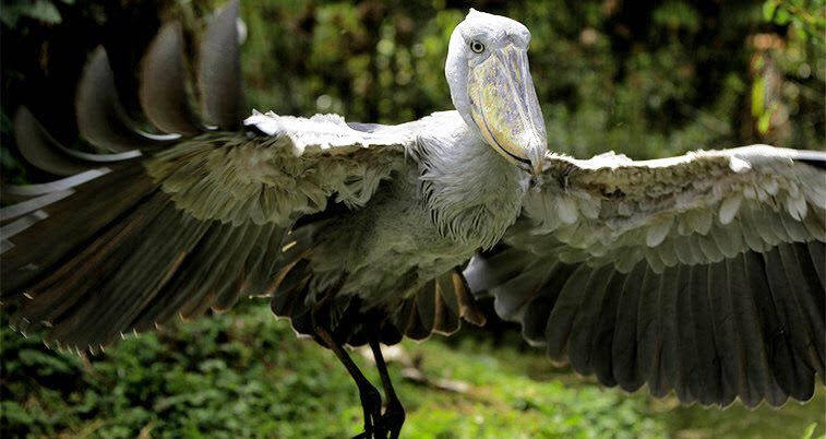 shoebill stork attack