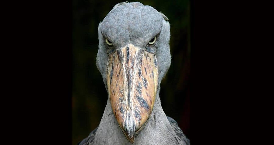 a shoebill stork