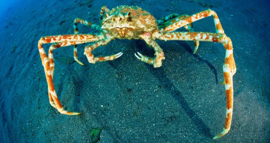 Meet The Japanese Spider Crab The Daddy Long Legs Of The Sea