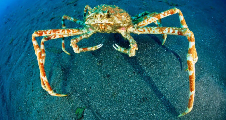 Meet The Japanese Spider Crab, The 'Daddy Long Legs Of The Sea'