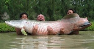Three Men With An Arapaima