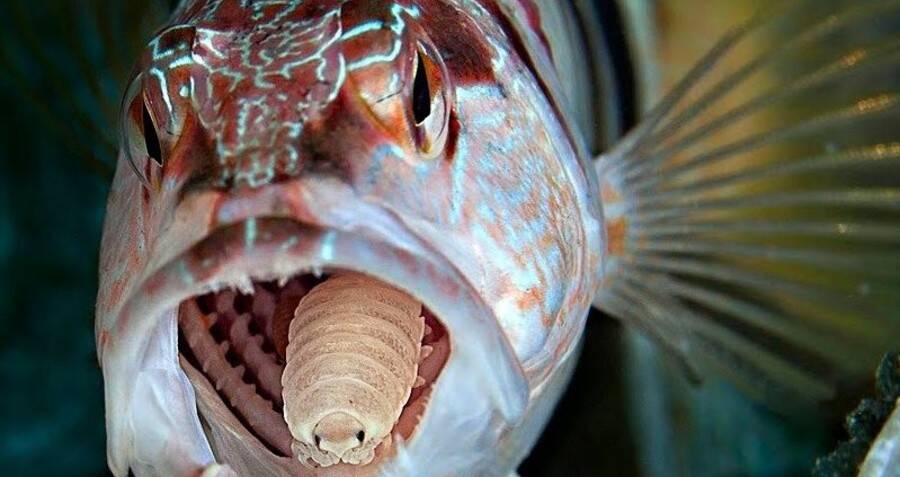 Biologist Accidentally Finds Tongue-Eating Louse In Wrasse Fish