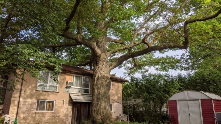 Torontos Old Oak Tree