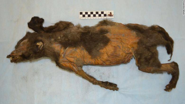 Cachorro-lobo com rinoceronte lanoso no estômago