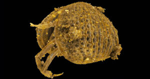 3D Rendering Of Ancient Ostracod