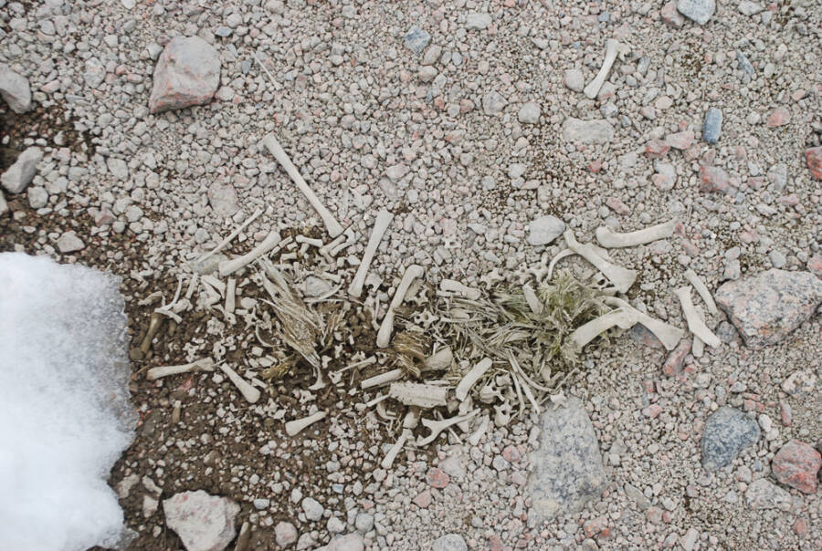 Ancient Penguin Bones Scattered