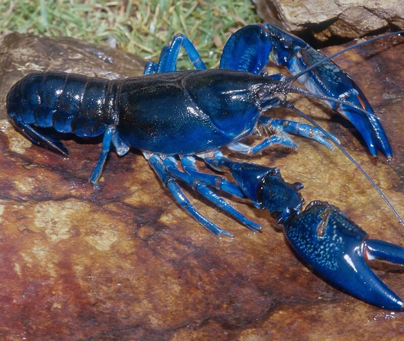 Big Blue Lobster