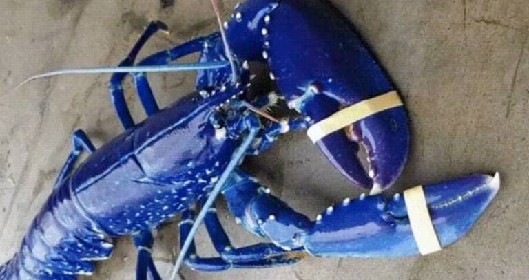 Blue Lobster