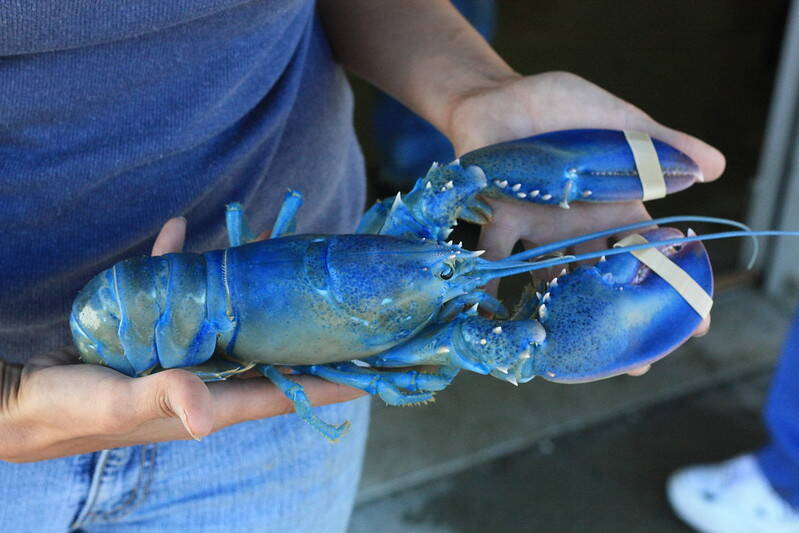 Blue Lobster The Rare Crustacean That S One In 2 Million