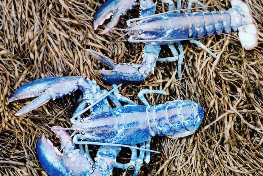 Blue Lobsters