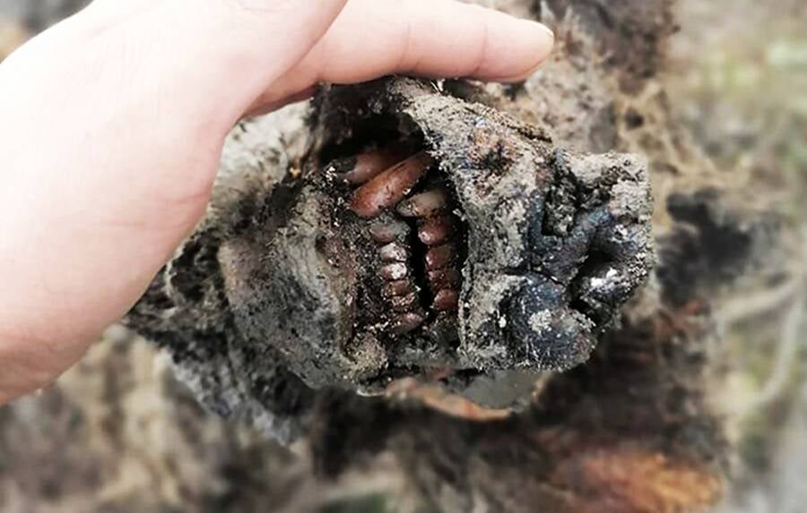 Teeth Of A Mummified Cave Bear