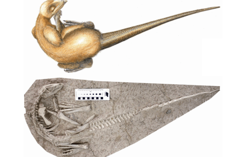 125-Million-Year-Old Dinosaurs Found Buried By Volcano Eruption In China