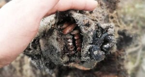 Closeup On Bear Snout