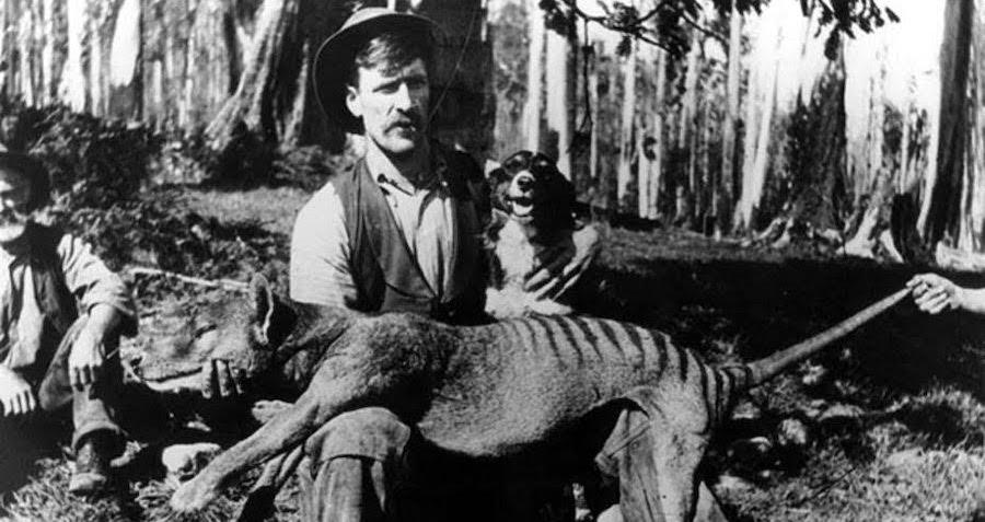 The History Of The Thylacine, The Extinct Tasmanian Tiger Of Australia