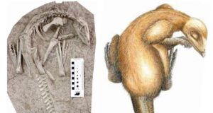 Dino Fossil And Dino Illustration