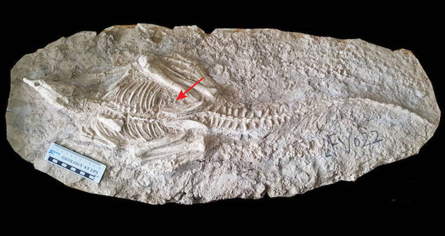 first dinosaur bones discovered