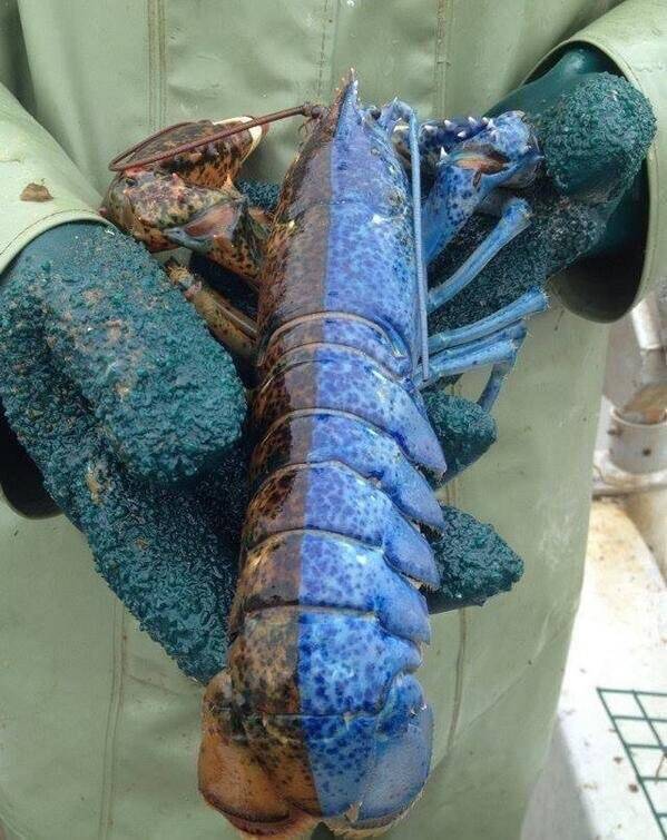 Two-Toned Lobster