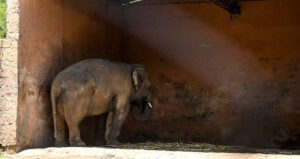 Elephant Staring At A Wall