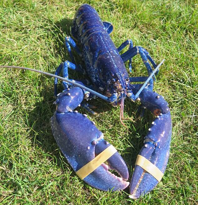 Giant Blue Lobster