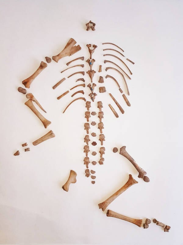 Goat Skeleton From Cueva De La Dehesilla