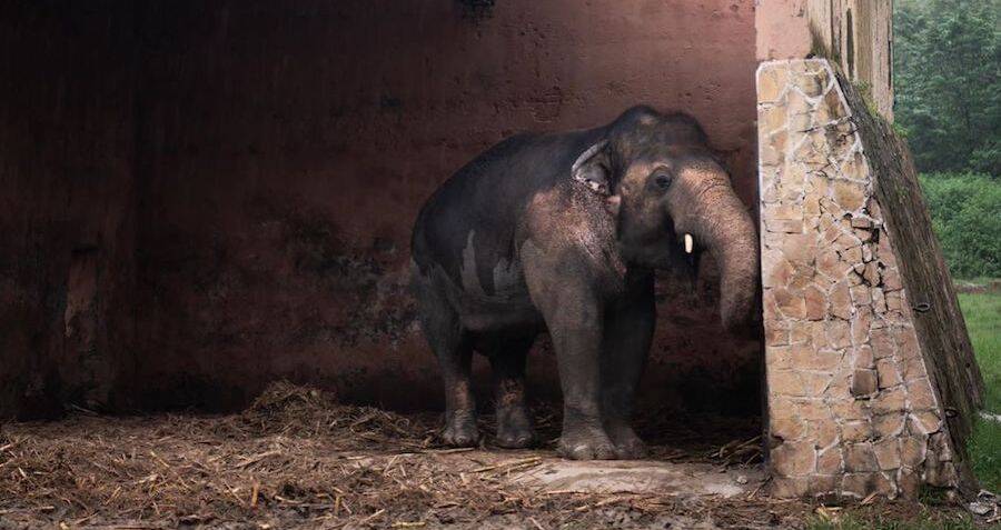worlds-loneliest-elephant-finally-released-from-abusive-pakistani-zoo