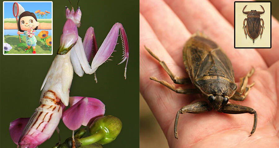 19 Of The Most Bizarre Real-Life Creatures On Animal Crossing