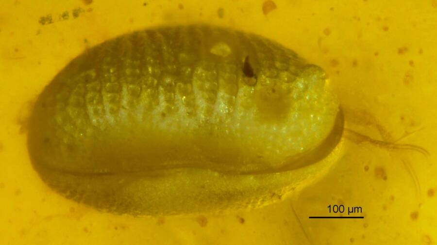 Myanmarcypris Hui Fossil