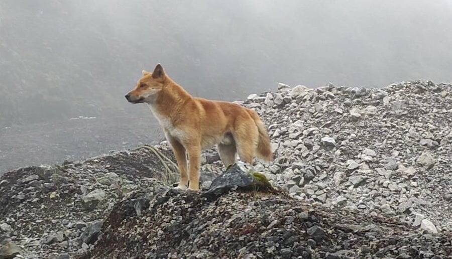 New Guinea Singing Dog Standing On A Hill