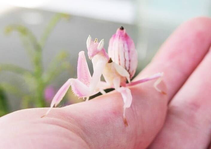 Orchid Mantis